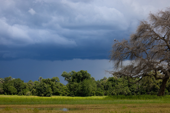 Sungani Lodge Sungani Lodge: Schreiseeadler