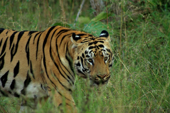 Svasara Jungle Lodge: Leopard Faced aka Gabbar (T42)