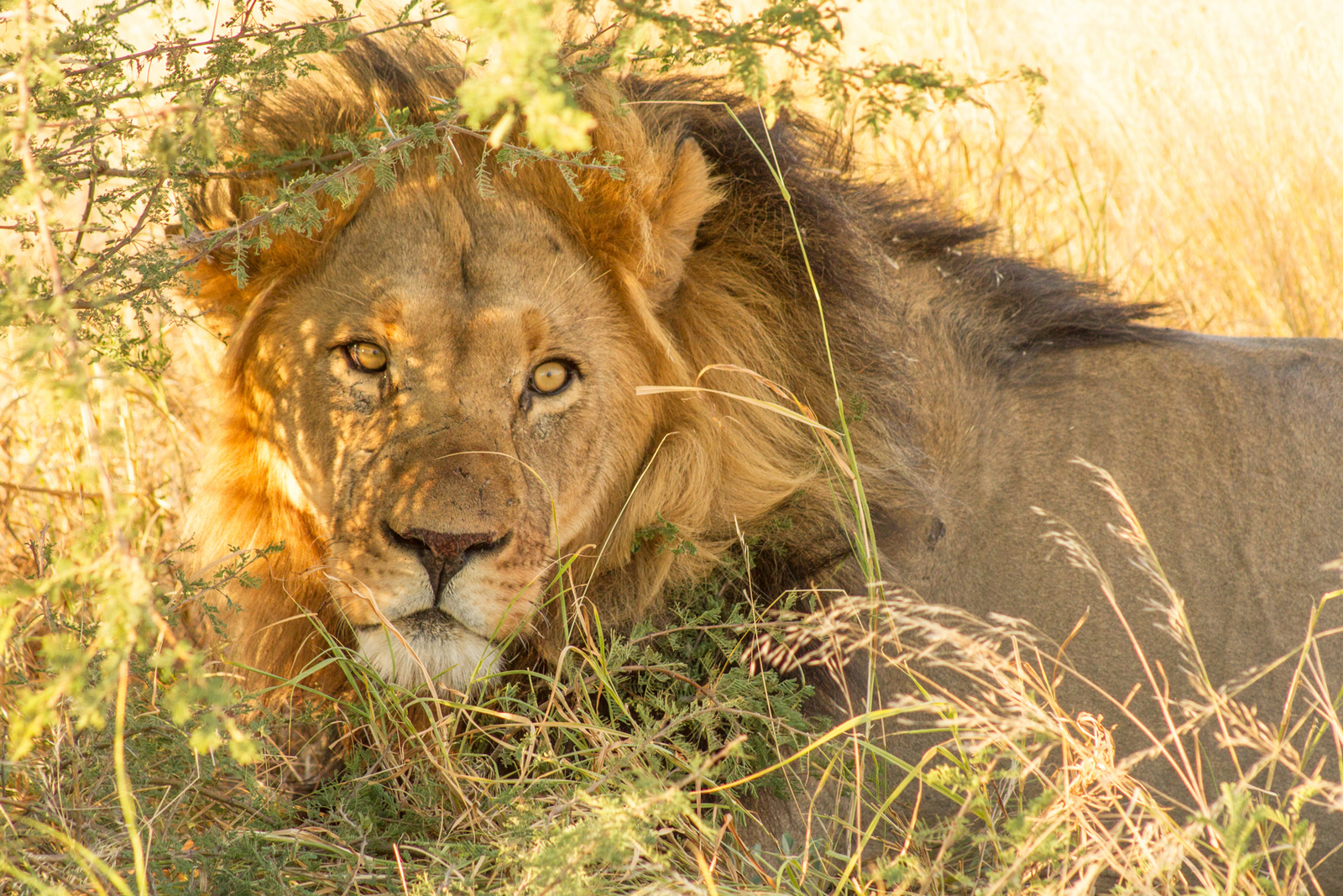 Tau Pan Camp Tau Pan Camp: Löwengesicht