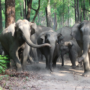 The Wildflower Resort The Wildflower Resort: Elefantengruppe