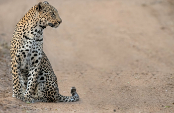 Thornybush Game Lodge: Leopard