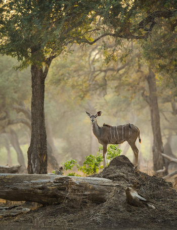 Vundu Camp Vundu Camp: Kudu