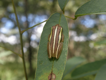 Wasa Lodge: Glockenfrosch