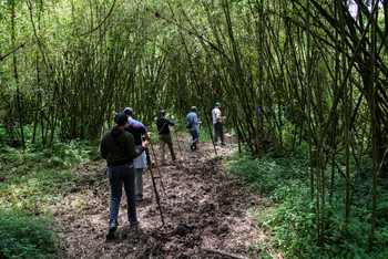 Bisate Lodge: Weg durch hohes Bambus