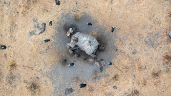 Camp Kuzuma: Verstorbener Elefant