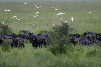 Chada Katavi Camp: Schwarze Büffel mit weißer Begleitung