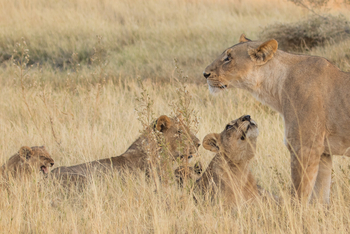 Chief's Island: Löwenfamilie