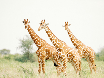 Elewana Elsa's Kopje: Giraffentrio