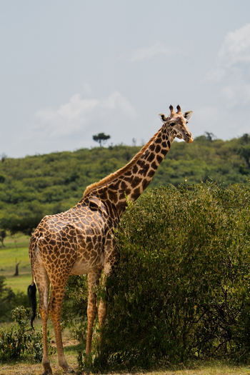 Encounter Mara Camp: Giraffe