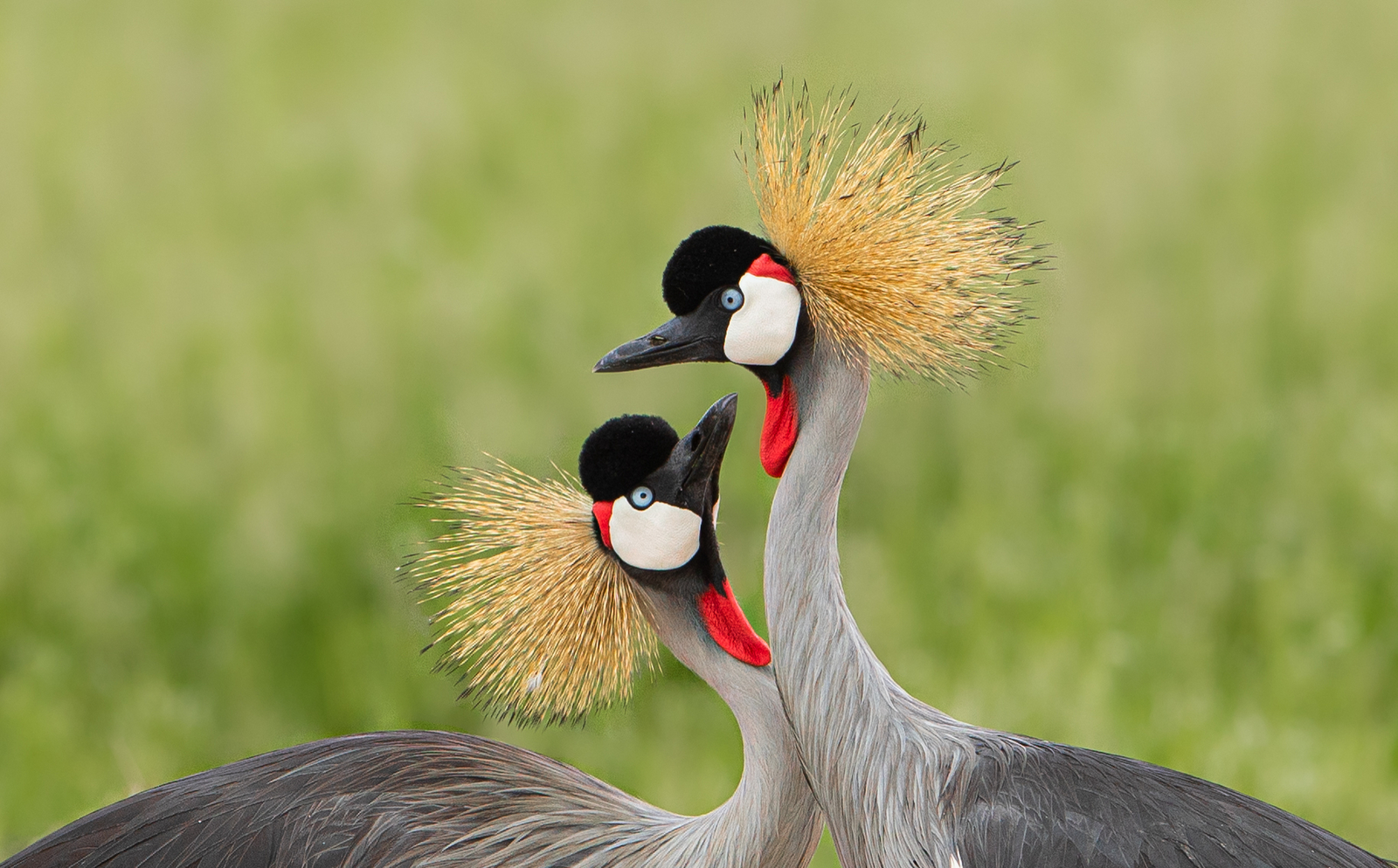 Esirai Camp Esirai Camp: Kronenkranichpaar