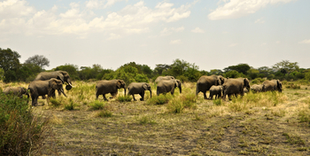 Grumeti Hills Camp: Elefantenherde