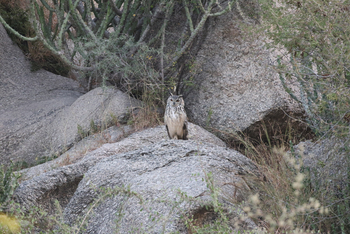 Jawai: Mottled Eagle-Owl