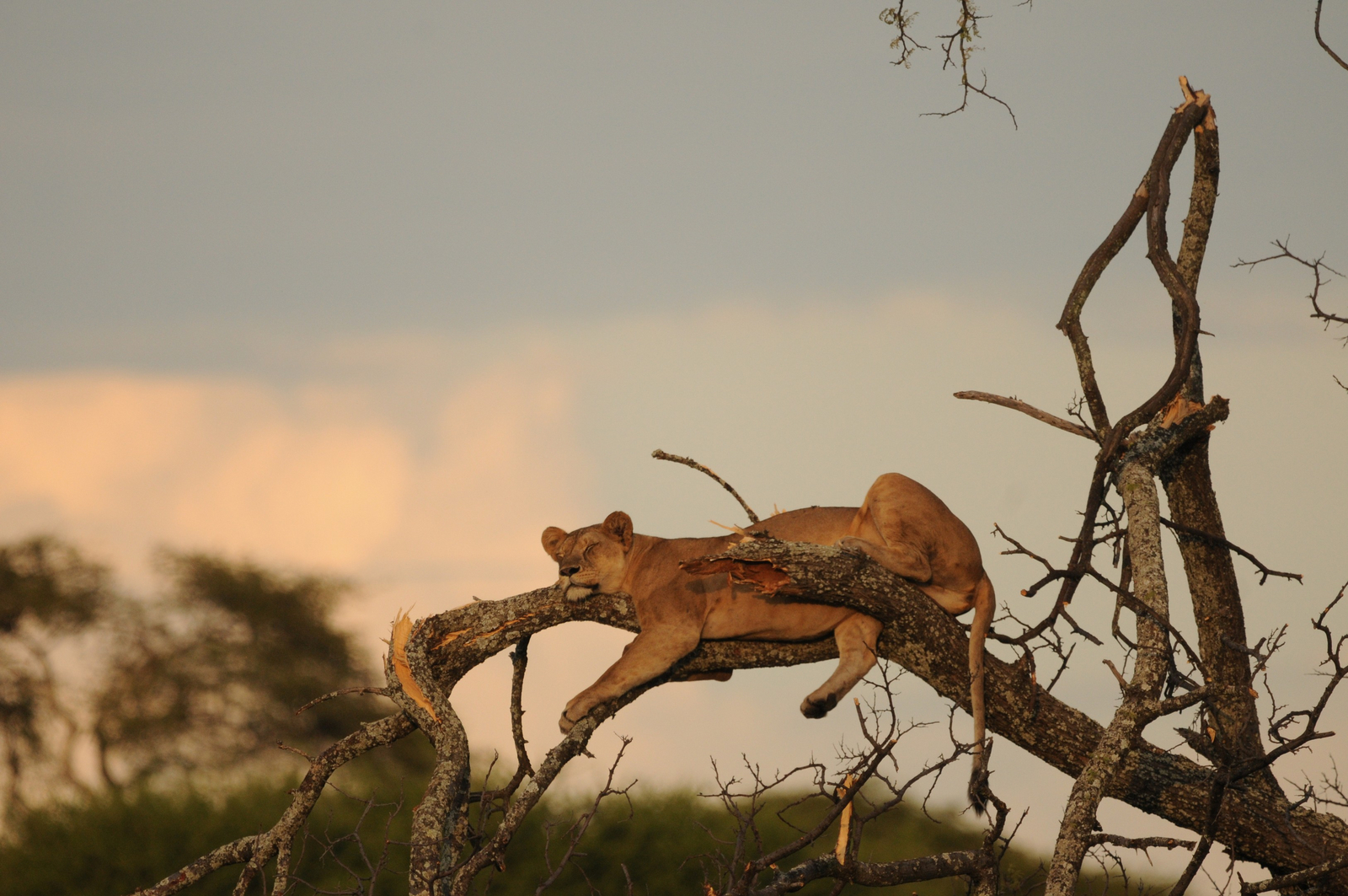 Kichaka Wild Camp Kichaka Wild Camp: Ruhende Löwin