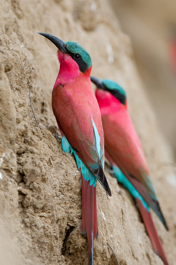 Lion Camp Lion Camp: Karminspinte