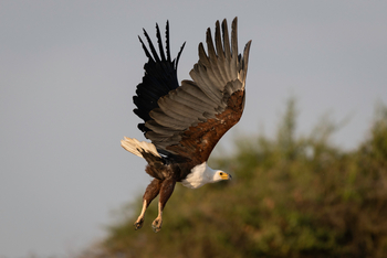 Magashi Camp: African Fish Eagle