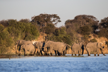 Meno A Kwena Camp Meno A Kwena Camp: Elefantenherde am Wasser