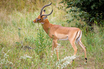 Muddy Teak Camp: Impala im Gras