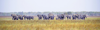 Mukambi Busanga Plains Camp: Elefantenherde