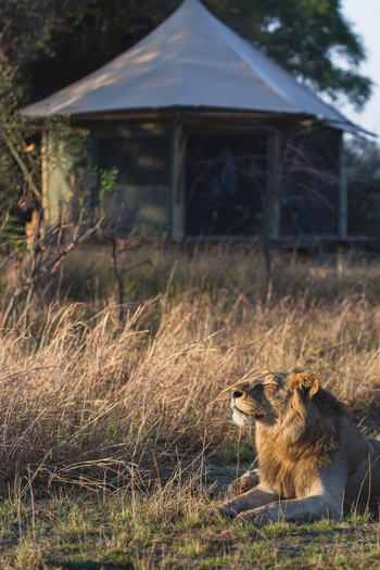 Musekese Camp Musekese Camp: Löwe vor einem Gästezelt