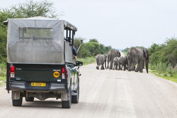Mushara Game Drive: Elefantenherde