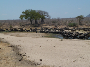 Mwagusi Safari Camp: Baobabs und Büffel