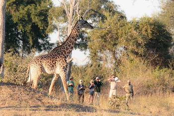 Nkonzi Bush Camp: Walking Safari