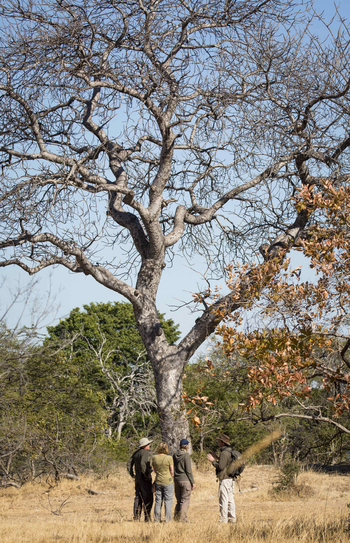 Ntemwa Busanga Bushcamp Ntemwa Busanga Bushcamp: Walking Safari