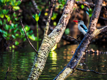 Nuarro Lodge: Woodland Kingfisher