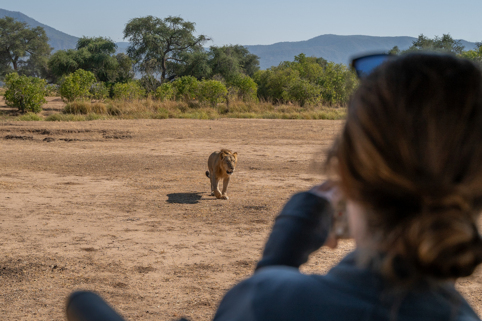 Nyamatusi Camp Nyamatusi Camp: Löwe frontal