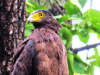 Pench Jungle Camp: Schlangenadler