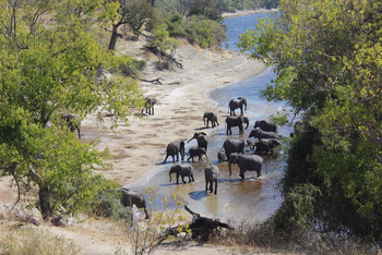 River View Lodge: Elefantenherde am Flussufer