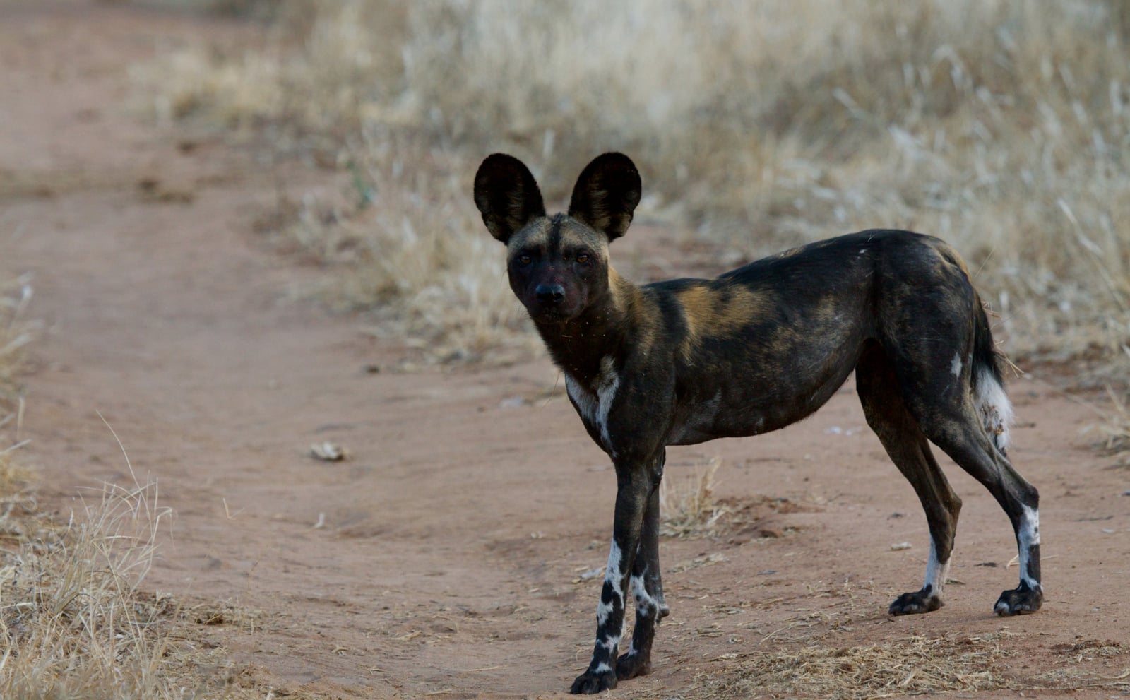 Sarara Camp Sarara Camp: Wildhund