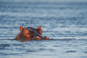 Sausage Tree Camp: Hippo