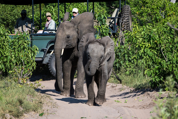 Seba Camp: Junge Elefanten