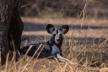 Shawa Luangwa Camp: Wildhund
