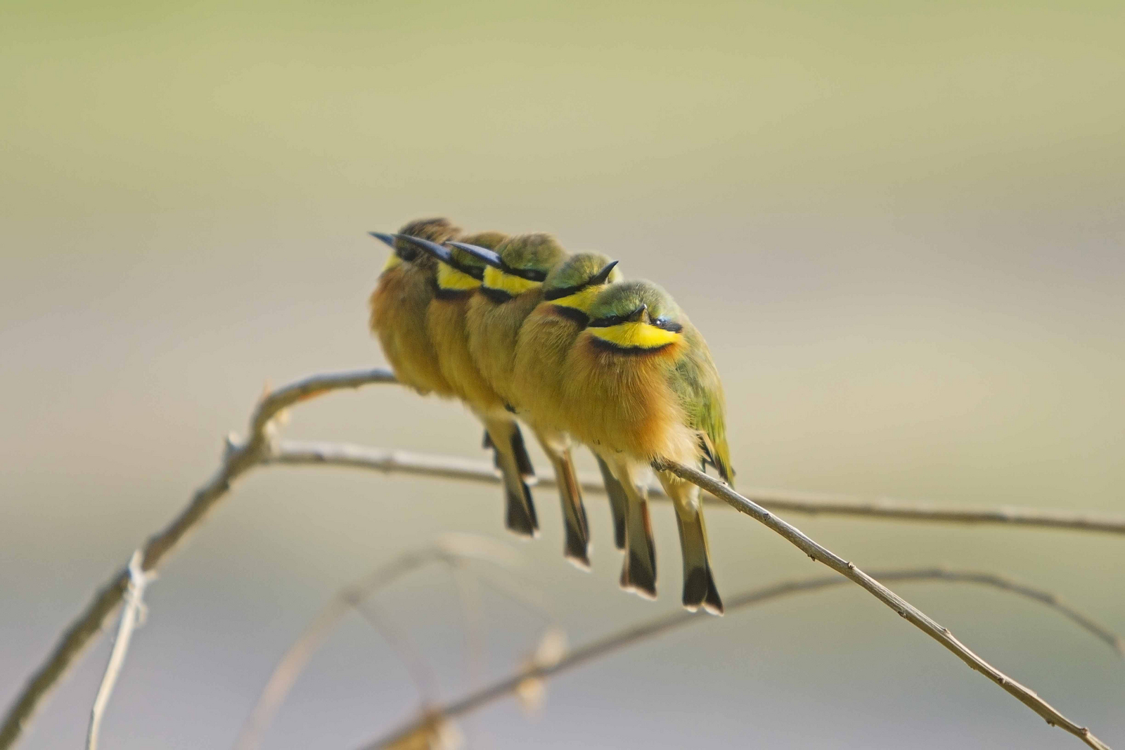 Shinde Footsteps Shinde Footsteps: Little Bee-Eater
