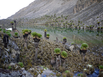 Sirikoi Lodge Sirikoi Lodge: Lobelien