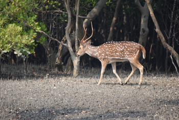 Sunderban Tiger Camp: Axishirsch