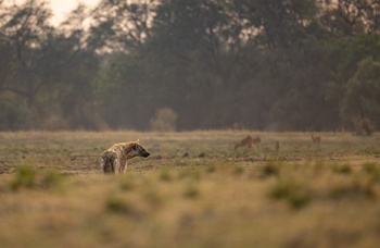Sungani Lodge Sungani Lodge: Hyäne