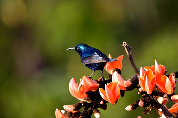 Syna Tiger Resort: Loten's Sunbird
