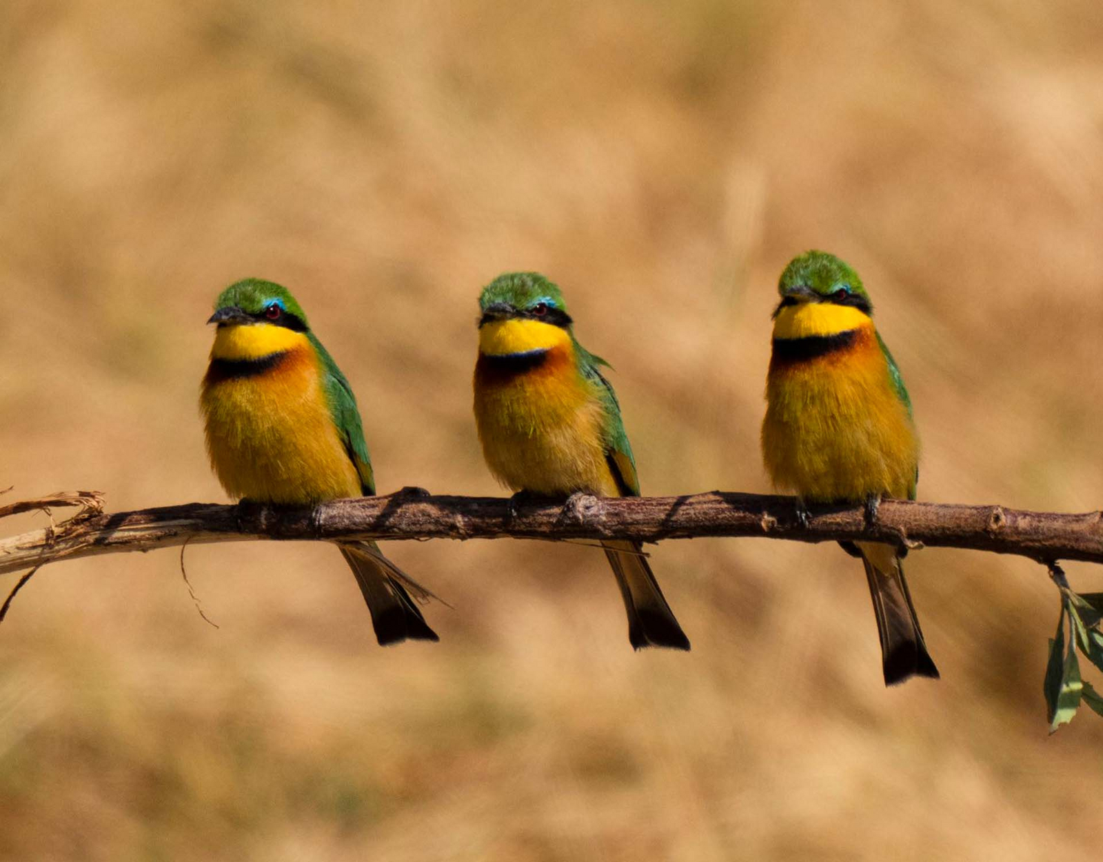 Usangu Expedition Camp Usangu Expedition Camp: Little Bee-Eaters