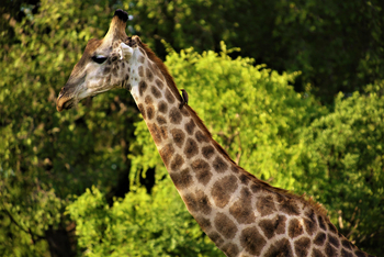 Victoria Falls River Lodge Victoria Falls River Lodge: Giraffe