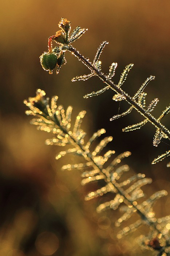 Wasa Lodge: Morgentau