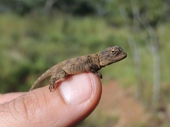 Wasa Lodge: Peter's Ground Agama