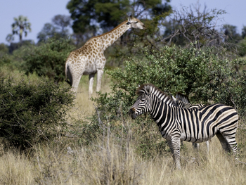 Abu Camp Abu Camp: Zebra und Giraffe