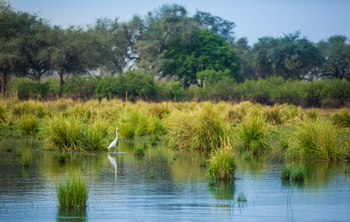 Amanzi Camp: Western Great Egret