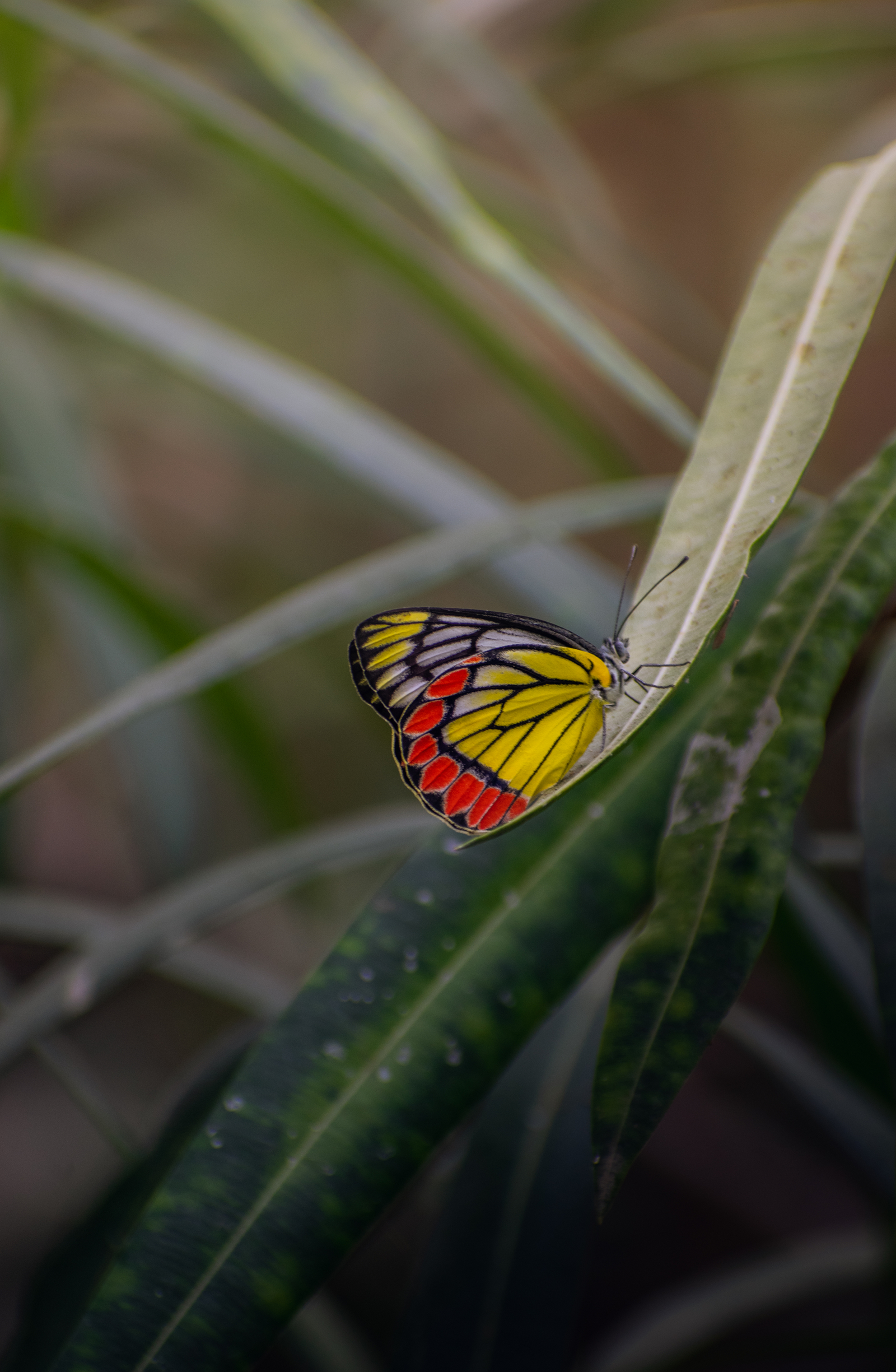 Sujan Jawai Sujan Jawai