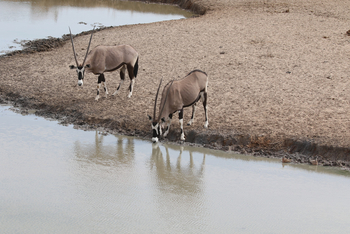 Dolomite Camp: Oryxantilopen