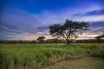 Dunia Camp: Üppiges Gras