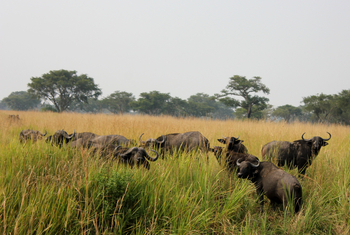 Enjojo Lodge: Büffelherde